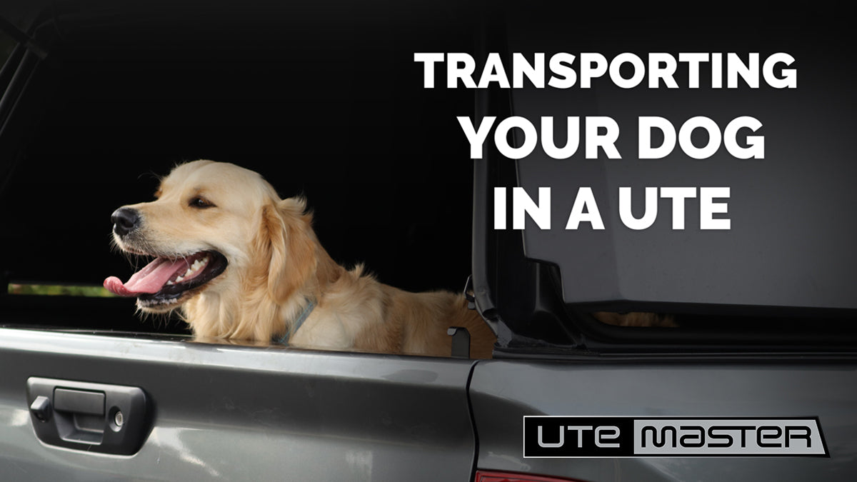Transporting your dog in a ute